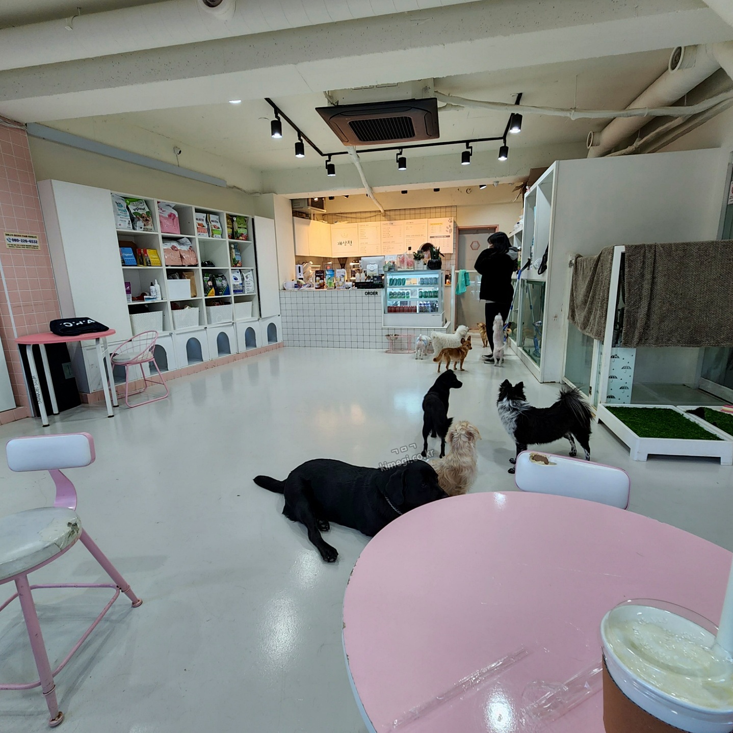 Dog Cafe 1